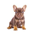 CHERRY X REVENGE - 1 - 1