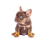 CHERRY X REVENGE - 2 - 1