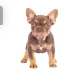 CHERRY X REVENGE - 3 - 1