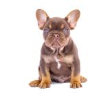 CHERRY X REVENGE - 4 - 1