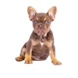 CHERRY X REVENGE - 5 - 1