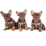 CHERRY X REVENGE - 7 - 1