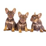 CHERRY X REVENGE - 8 - 1