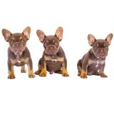 CHERRY X REVENGE - 9 - 1