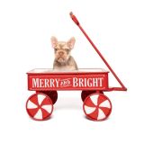 LILY X ROSCOE - 1 - 1