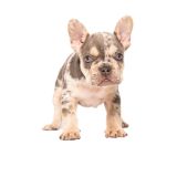 LILY X ROSCOE - 12 - 1