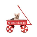 LILY X ROSCOE - 2 - 1