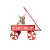 LILY X ROSCOE - 4 - 1