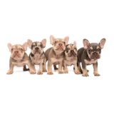 LILY X ROSCOE - 5 - 1