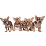 LILY X ROSCOE - 6 - 1