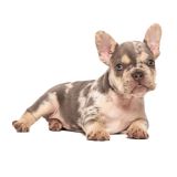 LILY X ROSCOE - 8 - 1